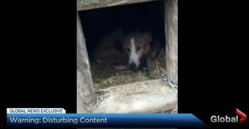 狗病视频,常见病症及防治方法一览