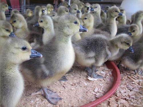 鹅苗孵化视频