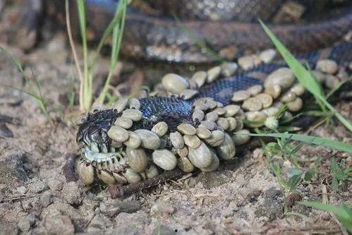 蜱虫蛇视频,自然界的生死较量