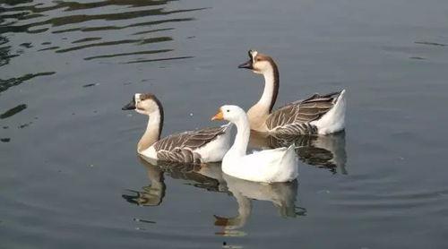 鹅的养殖技术视频,从选种到出栏全解析