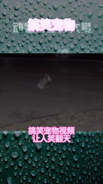 漂移搞笑视频,跟随漂移搞笑视频的欢乐之旅