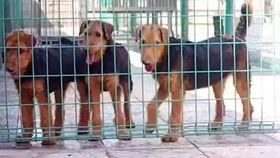 波尔多犬打架视频,一场犬界的力量对决