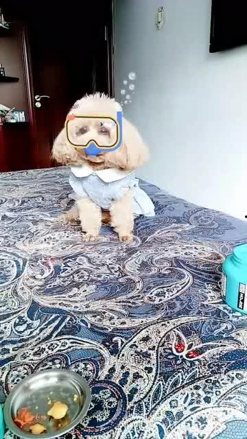 潜水搞笑视频,潜水搞笑视频集锦