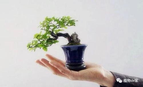 小型盆景制作视频,跟随视频轻松制作小型盆景