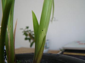 兰花扦插视频,视频教程带你轻松掌握