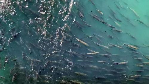 鱼群视频,鱼群视频中的壮丽画卷