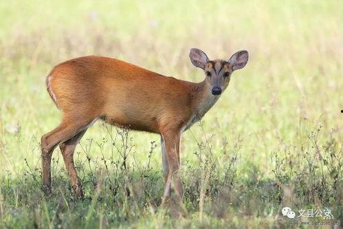 麂子套的视频教程,从入门到精通