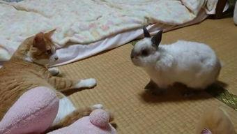 养免子视频,从视频中学到的养殖技巧与经验分享