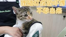 猫打疫苗视频