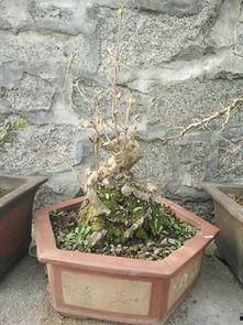 农村小龙视频,揭秘乡村生活新风尚