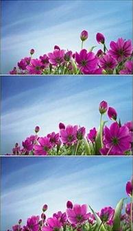 鲜花视频素材,鲜花视频素材捕捉自然之美