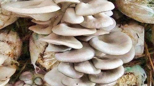 蘑菇种植视频,视频教程揭秘种植技巧与要点